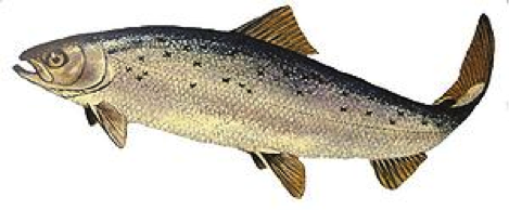 atlantic salmon.png